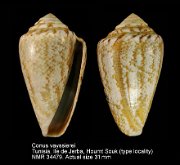 Conus vayssierei (2)
